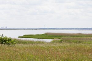 Vogelschutzinsel Heuwiese