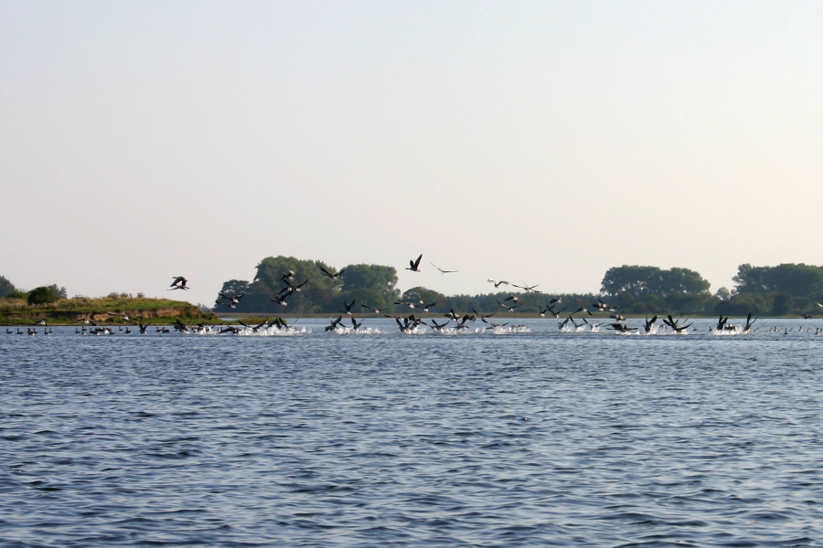 Wasservoegel auf Ummanz