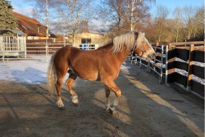 Deckhengst bei der Haflingezucht zu Besuch